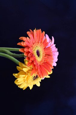 Koyu arkaplanda renkli Gerbera çiçekleri  