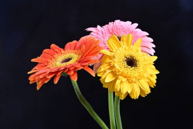 Koyu arkaplanda renkli Gerbera çiçekleri  