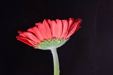 Siyah arkaplanda kırmızı gerbera çiçeği 