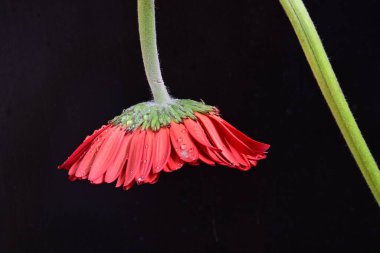 Siyah arkaplanda kırmızı gerbera çiçeği 