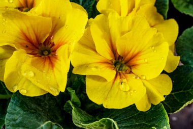 Koyu arkaplanda güzel primula çiçeklerini kapat 