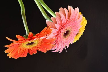 Koyu arkaplanda renkli Gerbera çiçekleri  