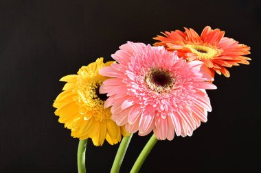 Koyu arkaplanda renkli Gerbera çiçekleri  