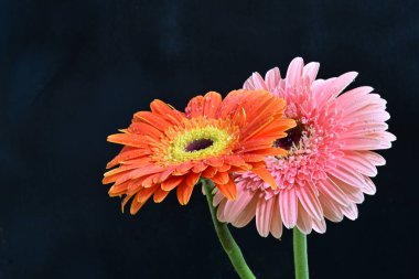 Koyu arkaplanda renkli Gerbera çiçekleri  