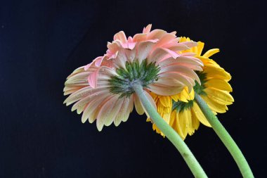 Koyu arkaplanda renkli Gerbera çiçekleri  