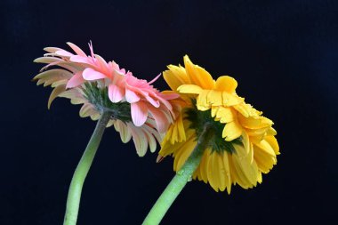 Koyu arkaplanda renkli Gerbera çiçekleri  