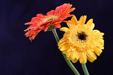 Koyu arkaplanda renkli Gerbera çiçekleri  