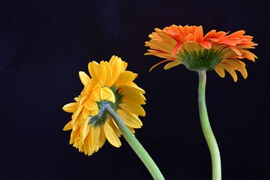 Koyu arkaplanda renkli Gerbera çiçekleri  