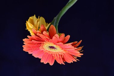 Koyu arkaplanda renkli Gerbera çiçekleri  