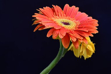 Koyu arkaplanda renkli Gerbera çiçekleri  