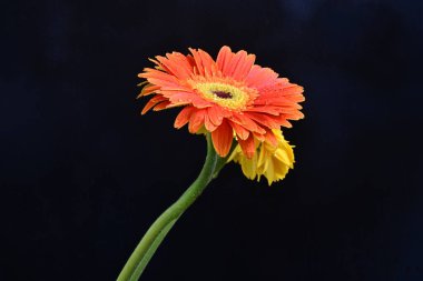 Koyu arkaplanda renkli Gerbera çiçekleri  