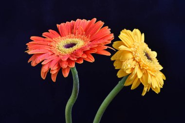 Koyu arkaplanda renkli Gerbera çiçekleri 