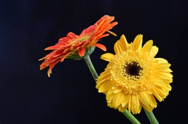 Koyu arkaplanda renkli Gerbera çiçekleri 