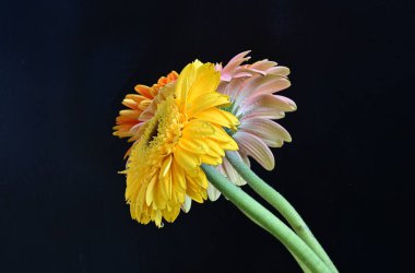 Koyu arkaplanda renkli Gerbera çiçekleri 