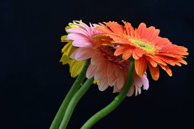 Koyu arkaplanda renkli Gerbera çiçekleri 