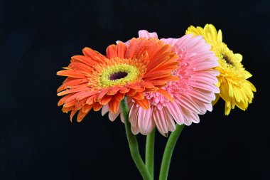 Koyu arkaplanda renkli Gerbera çiçekleri 