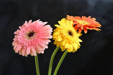 Koyu arkaplanda renkli Gerbera çiçekleri 