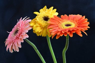 Koyu arkaplanda renkli Gerbera çiçekleri 