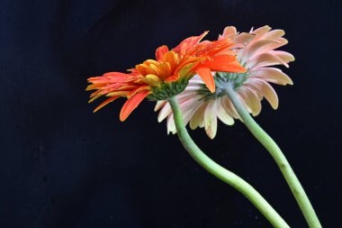 Koyu arkaplanda renkli Gerbera çiçekleri 