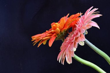 Koyu arkaplanda renkli Gerbera çiçekleri 