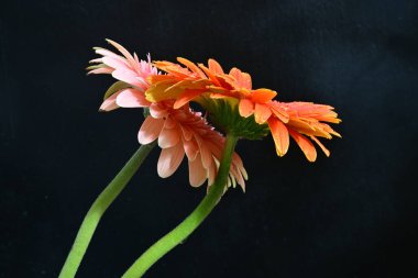 Koyu arkaplanda renkli Gerbera çiçekleri 