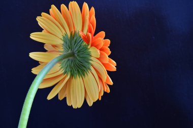 mavi arkaplanda turuncu gerbera çiçeği