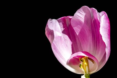 Siyah arka planda güzel pembe lale 