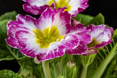 Koyu arkaplanda güzel primula çiçeklerini kapat 