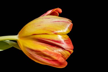 Siyah arka planda güzel bir lale çiçeği