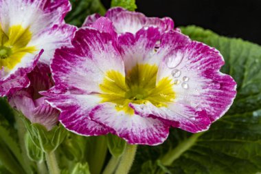 Koyu arkaplanda güzel primula çiçeklerini kapat 