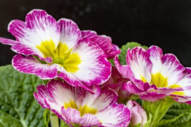 Koyu arkaplanda güzel primula çiçeklerini kapat 