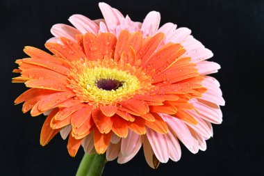 Koyu arkaplanda renkli Gerbera çiçekleri 