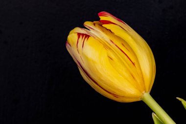 Siyah arka planda güzel bir lale çiçeği