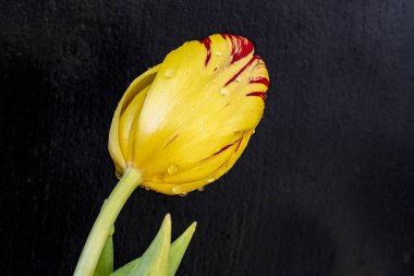 Siyah arka planda güzel bir lale çiçeği