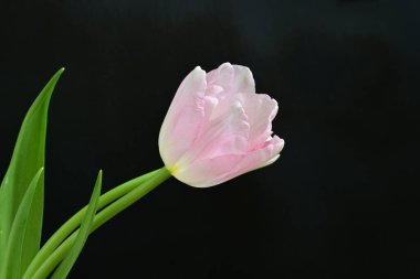 Siyah arka planda güzel pembe lale 