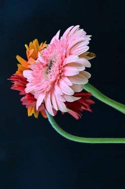 Koyu arkaplanda renkli Gerbera çiçekleri 