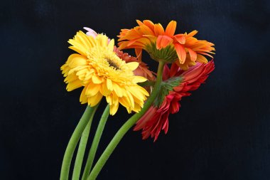 Koyu arkaplanda renkli Gerbera çiçekleri 