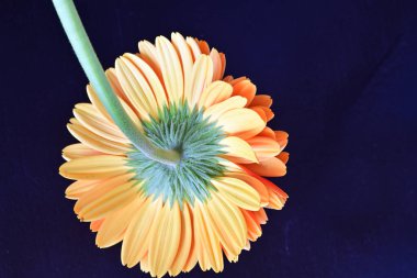 Yakın plan - Kırmızı Gerbera çiçeğinin siyah arkaplanda görüntüsü
