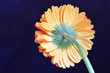 Yakın plan - Kırmızı Gerbera çiçeğinin siyah arkaplanda görüntüsü