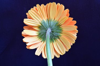 Yakın plan - Kırmızı Gerbera çiçeğinin siyah arkaplanda görüntüsü