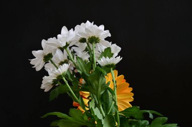 Koyu arkaplanda güzel çiçeklerin manzarasını kapat