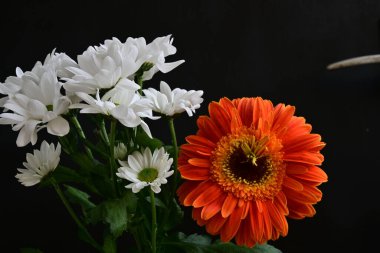 Koyu arkaplanda güzel çiçeklerin manzarasını kapat