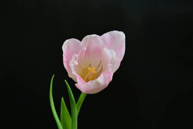 Siyah arka planda güzel pembe lale 