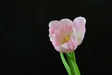 Siyah arka planda güzel pembe lale 