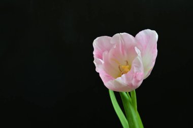 Siyah arka planda güzel pembe lale 