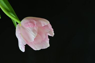 Siyah arka planda güzel pembe lale 