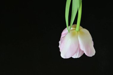 Siyah arka planda güzel pembe lale 