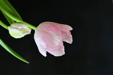 Siyah arka planda güzel pembe lale 