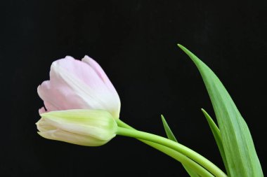 Siyah arka planda güzel pembe lale 