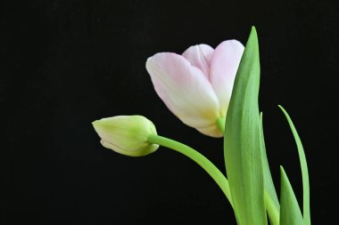 Siyah arka planda güzel pembe lale 